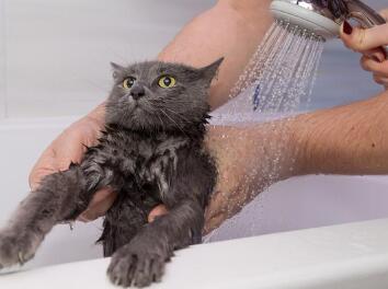 钦州宠物店给猫猫洗澡多少钱呢？会不会很贵